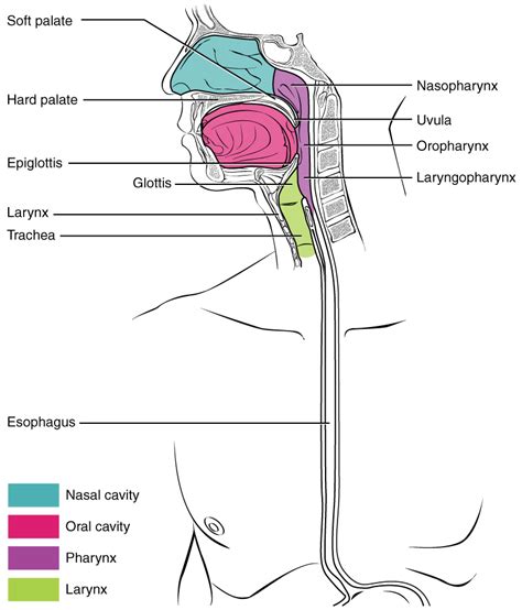 Throat Anatomy and Physiology .